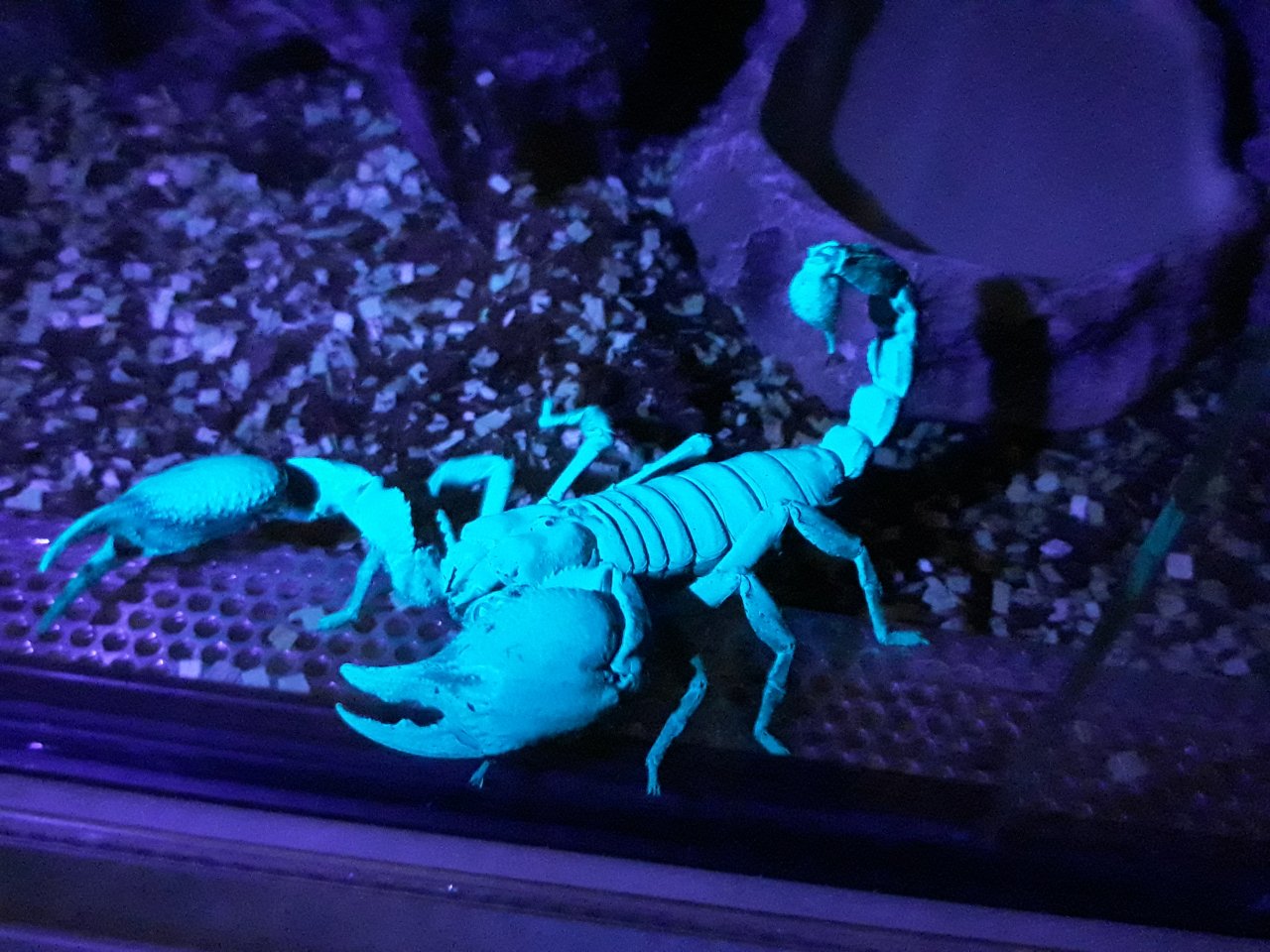 Heterometrus spinifer abzugeben - Skorpion - Berlin