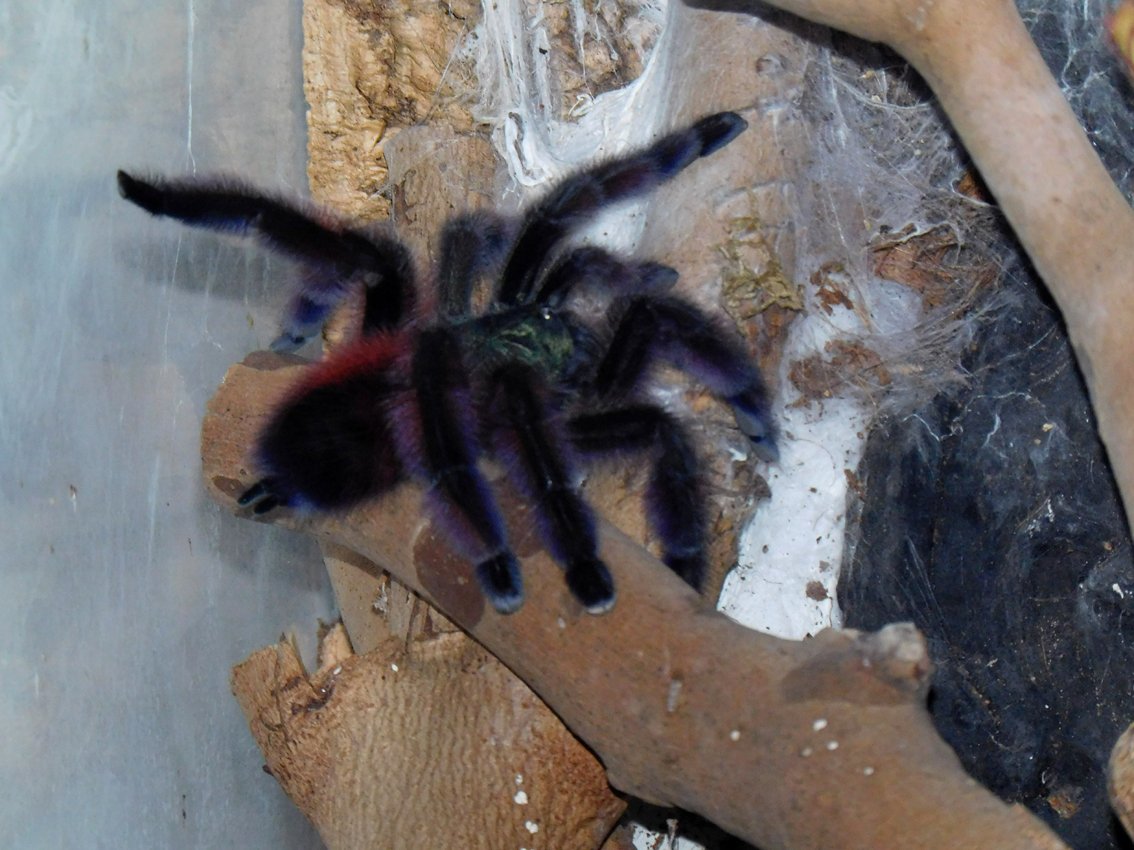 Avicularia versicolor / Caribena versicolor -- Weibchen adult -- mit Terrarium - Spinnen - Wuppertal